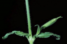 Stem-of-Carnation