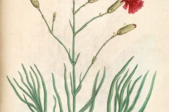 Illustration-of-Carnation