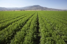 Carrot-farm