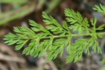 Carrot-leaves