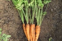 Carrot-plant