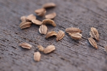Carrot-seeds