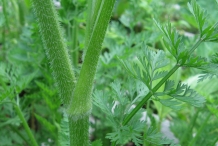 Carrot-stem