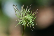 Flower-bud-of-Carrot