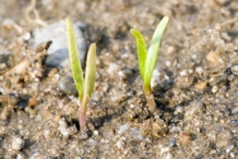 Seedlings-of-Carrot