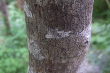 Cascara-bark