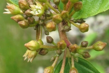 Cascara-flower