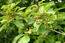 Cascara-fruit-unripe