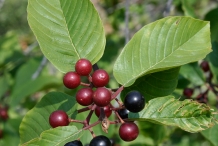 Cascara-fruit