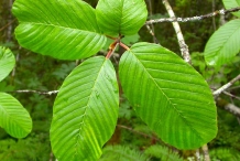 Cascara-leaves