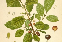 Cascara-plant-illustration