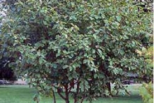 Cascara-tree