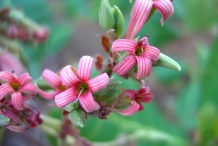 Cashew-flower