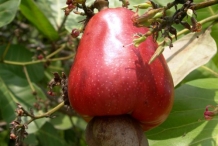 Cashew-fruit