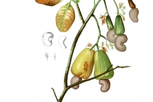Cashew-illustration