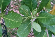 Cashew-leaves