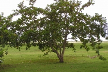 Cashew-tree