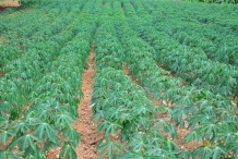 Cassava-farm