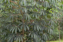 Cassava-plant