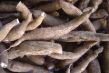 Cassava-root