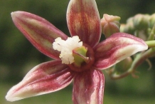 Close-up-flower-of-Cassava