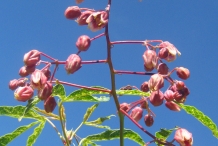Flower-bud-of-Cassava