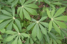 Leaves-of-Cassava