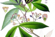Plant-illustration-of-Cassava