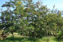 Cassod-tree-growing-wild