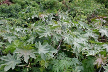 Castor-Beans-Plant-growing-wild