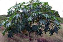Castor-Beans-plant