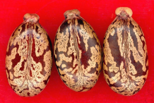 Closer-view-of-Castor-seeds