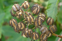 Dried-Castor-Bean pods