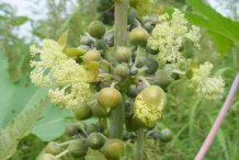 Flower-of-Castor-Beans-plant