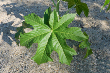 Leaves-of-Castor-Beans-plant