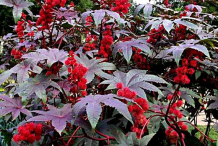 Other-variety-of-Castor-Beans-plant