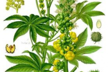 Plant-Illustration-of-Castor-Beans
