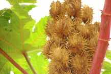 Ripe-Castor-Beans-pods
