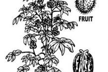 Sketch-of-Castor-Beans-plant