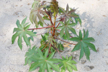 Small-Castor-Beans-plant