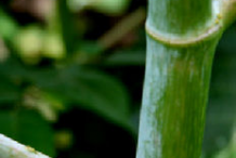 Stem-of-Castor-Beans-plant