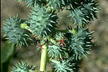 Unripe-fruit-of-Castor-Beans-plant