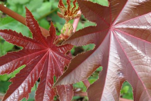 Young-leaves-of-Castor-Beans-plant