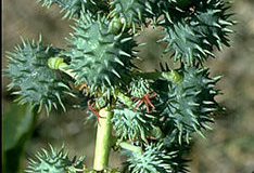 Unripe-fruit-of-Castor-Beans-plant