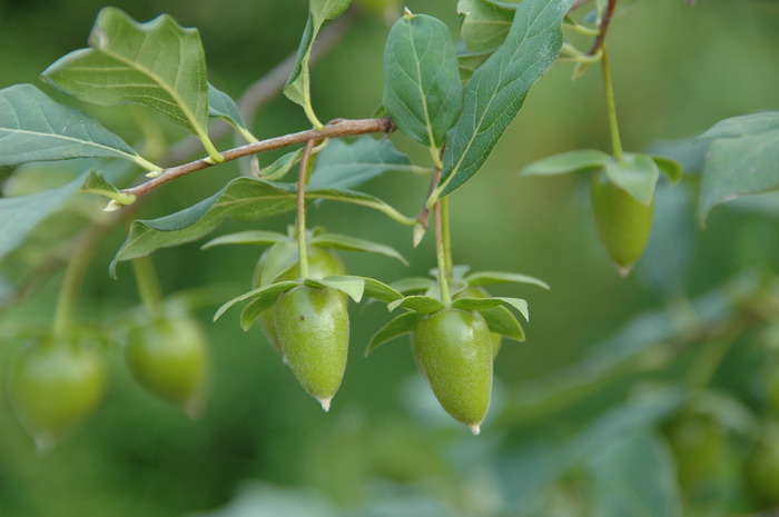 Immature-fruits-of-Cathay-Persimmon