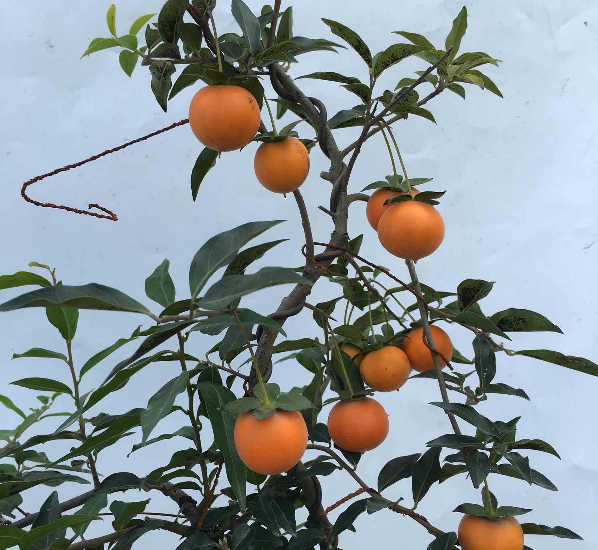 Mature-fruit-of-Cathay-Persimmon