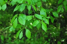 Leaves-of-Cathay-Persimmon