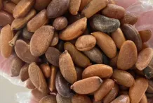 Seeds-of-Cathay-Persimmon