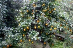 Cathay-Persimmon-tree-growing-wild