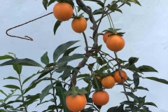 Mature-fruit-of-Cathay-Persimmon